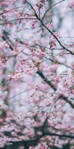 Nature,Flowers,Branches,Bloom,Flowering,Spring