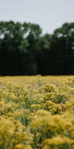 Nature,Flowers,Field