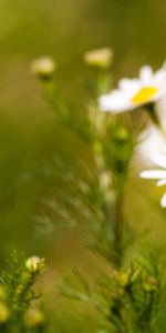 Nature,Champ,Domaine,Fleurs,Camomille