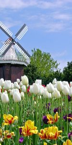 Domaine,Fleurs,Nature,Champ,Moulin,Tulipes