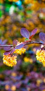 Nature,Flowers,Flowering,Branch,Leaves,Bloom