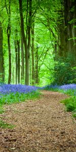 Nature,Flowers,Forest,Path,Spring