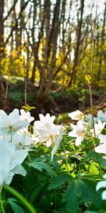 Nature,Herbe,Fleurs