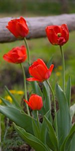 Nature,Flowers,Grass,Dandelions,Fence,Tulips