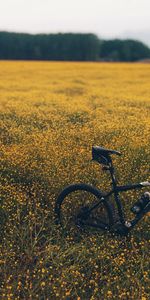 Nature,Flowers,Grass,Field,Bicycle,Meadow