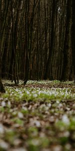 Herbe,Forêt,Nature,Fleurs