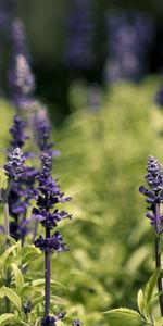 Nature,Flowers,Grass,Greens,Glade,Polyana