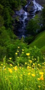 Herbe,Fleurs,Légumes Verts,Pré,Nature,Verdure,Paysage