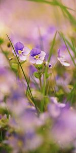 Nature,Flowers,Grass,Macro,Plants