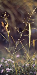 Nature,Flowers,Grass,Macro,Plants