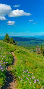 Nature,Flowers,Grass,Mountains,Path,Landscape