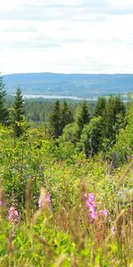 Nature,Flowers,Grass,Sky,Fir,Spruce,Trees