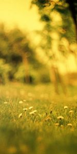 Nature,Flowers,Grass,Summer,Blur,Field,Effect