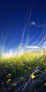 Fleurs,Herbe,Domaine,Nature,Champ,Paysage,Été