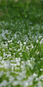 Nature,Flowers,Grass,Summer,Lawn