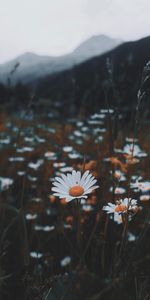 Nature,Flowers,Grass,Wild,Camomile