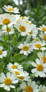 Nature,Flowers,Greens,Camomile