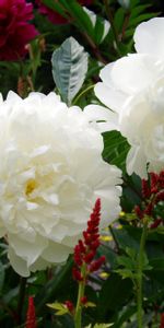 Nature,Flowers,Greens,Peonies,Garden