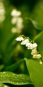 Naturaleza,Verduras,Lirio De Los Valles,Lirio Del Valle,Bosque,Rareza,Flores