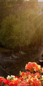 Nature,Flowers,Height,Street,Balcony,Downpour,Wet,Shower,Rain