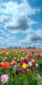 Naturaleza,Flores,Cielo,Nubes,Campo,Horizonte,Tulipanes