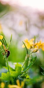 Nature,Flowers,Insect,Spring