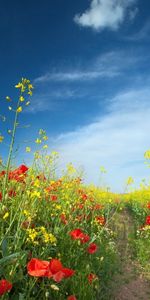 Nature,Flowers,Landscape,Plants,Fields