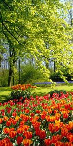 Nature,Fleurs,Tulipes,Paysage