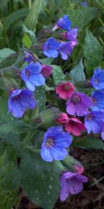 Nature,Flowers,Leaves