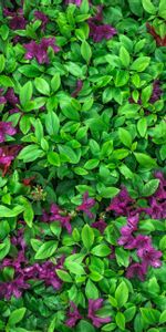 Nature,Flowers,Leaves,Azalea,Plant