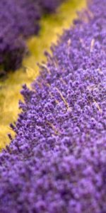 Lilas,Nature,Source,Fleurs,Pourpre,Printemps