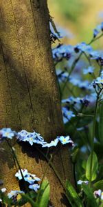 Nature,Flowers,Log,Blue Eyes,Blue Eyed