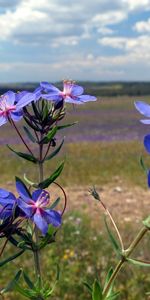 Naturaleza,Flores,Macro