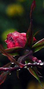 Nature,Flowers,Macro,Rose,Drops,Rose Flower,Plants