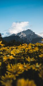 Nature,Flowers,Mountain,Top,Vertex,Landscape