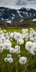 Nature,Flowers,Mountains,Field