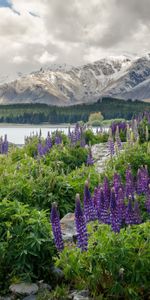 Nature,Flowers,Mountains,Lake,New Zealand