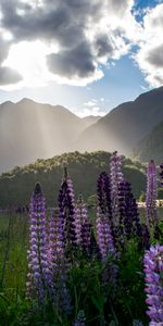 Nature,Flowers,Mountains,Lupine,Landscape