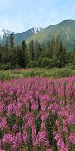 Nature,Flowers,Mountains,Pink,Field,Ate