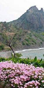 Naturaleza,Flores,Montañas,Mar