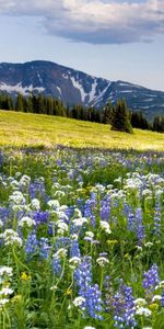 Flores,Montañas,Pendiente,Cuesta,Prado,Naturaleza