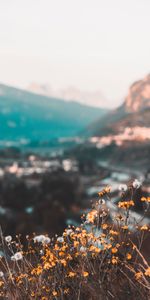 Nature,Flowers,Mountains,Wild