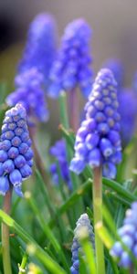 Naturaleza,Flores,Hojas,Primavera,Muscari,Muskari