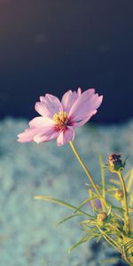 Nature,Flowers,Night,Petals,Greens