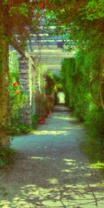 Planter,Passage,Trop Développé,Envahi,Nature,Fleurs,Plante