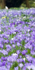 Nature,Flowers,Petals,Leaves