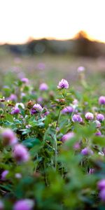 Nature,Flowers,Photo,Clover