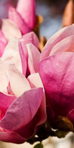 Nature,Flowers,Pink,Petals,Tenderness