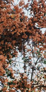 Plante,Planter,Bois,Arbre,Branches,Fleurs,Nature,Floraison