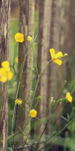 Nature,Flowers,Plants